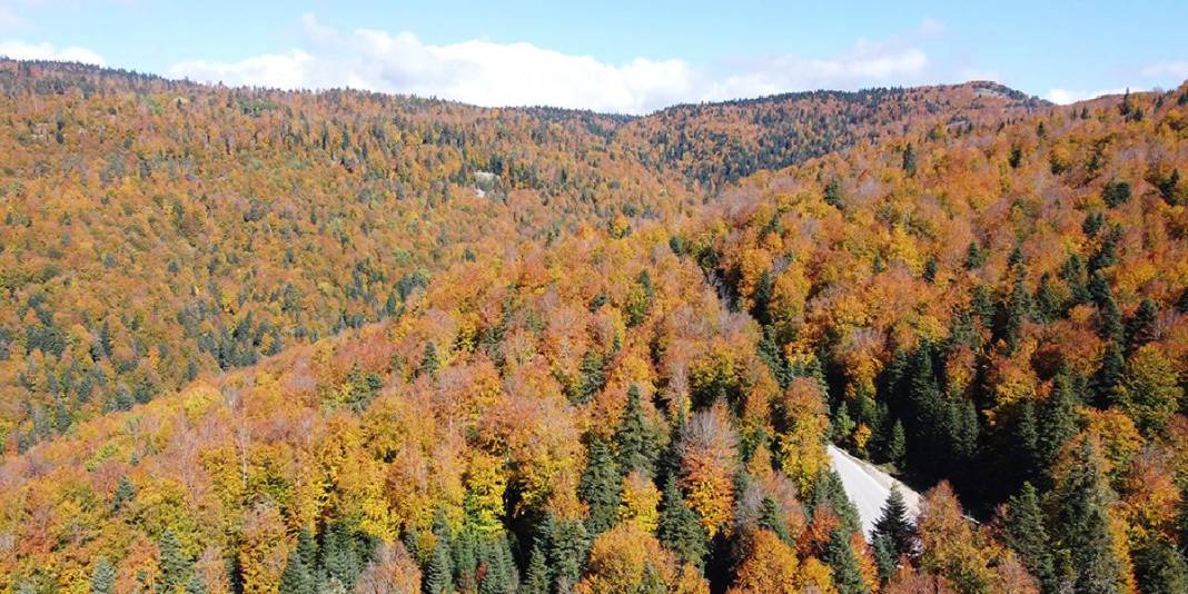 Sonbaharı yaşamak isteyen buraya akın ediyor! İç Anadolu’nun cenneti: Yeşilin yanına sarı  ve kızıl da eklendi 4